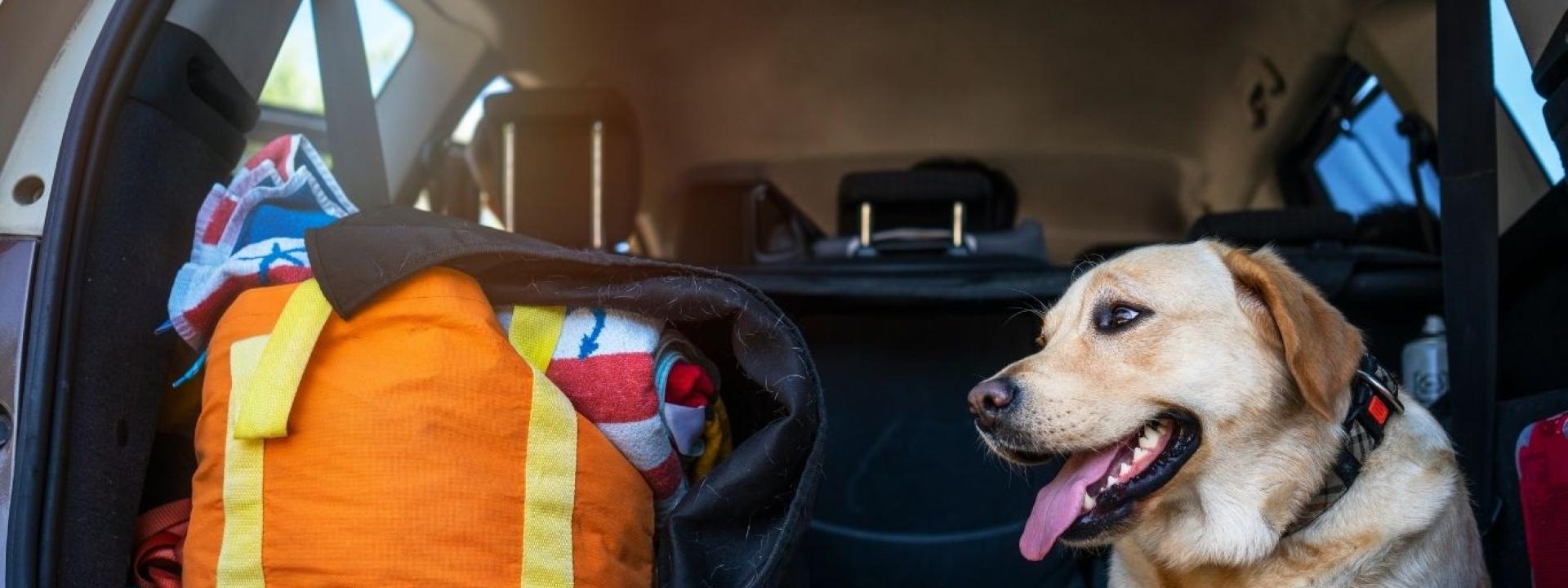 dog in the car
