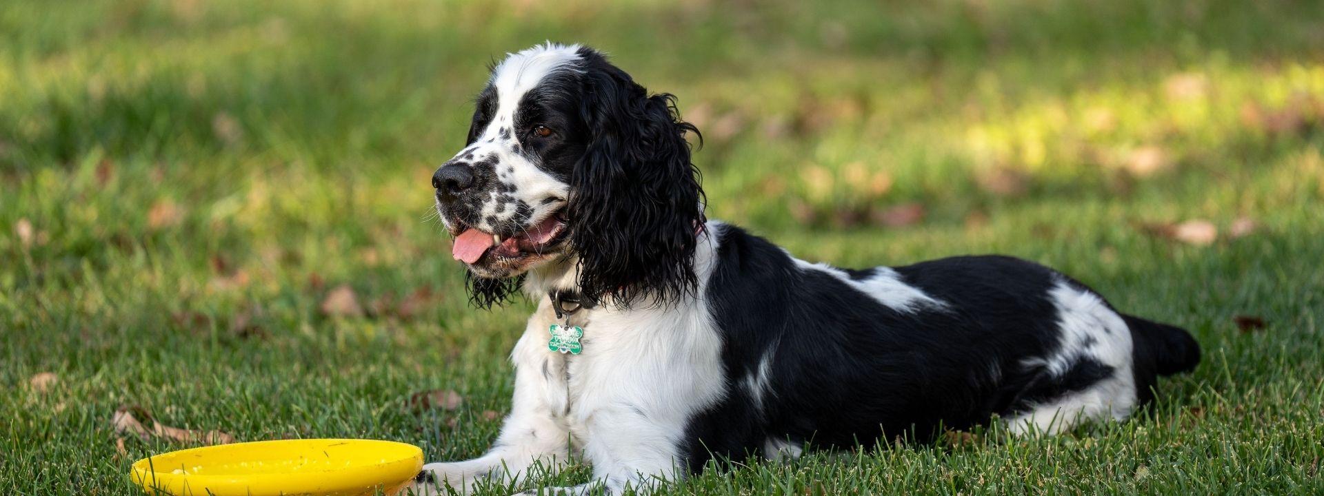 Dog with frisbee