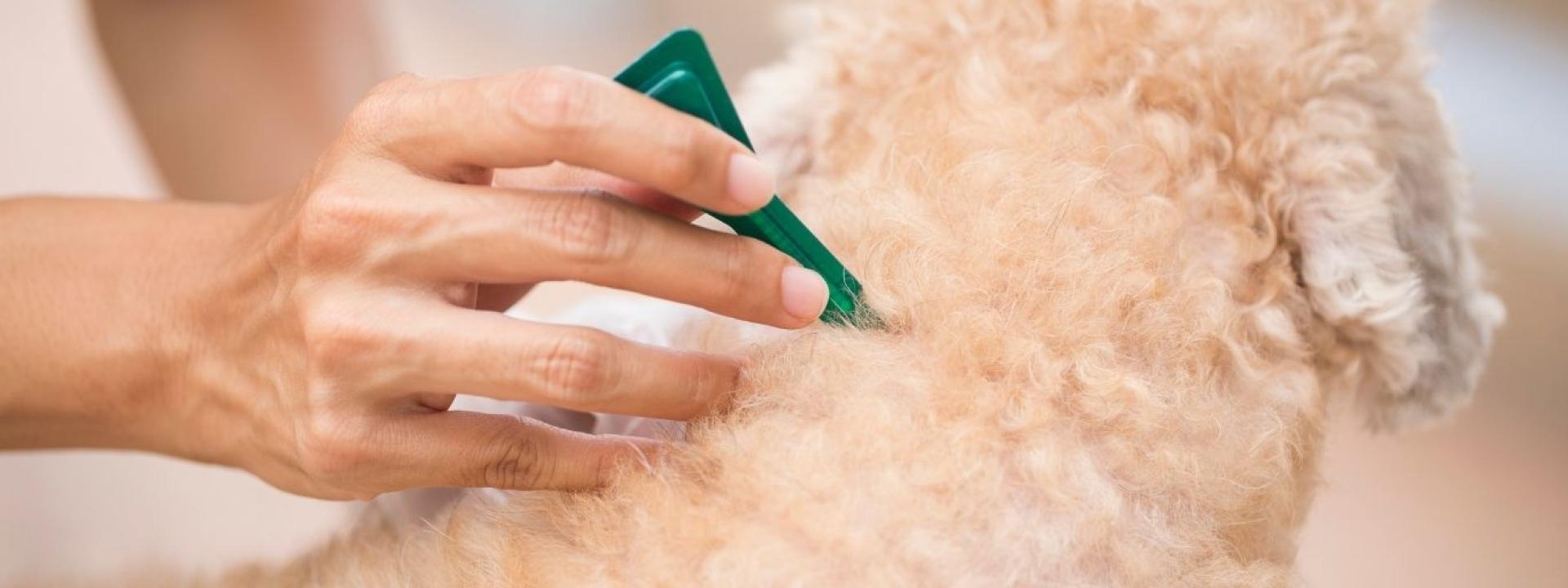 Dog Topical 