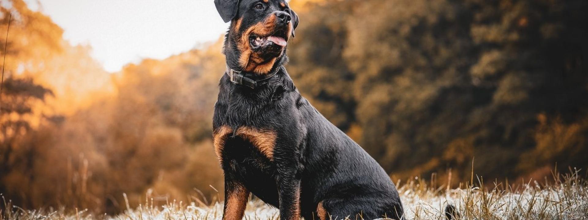 Dog Outside 