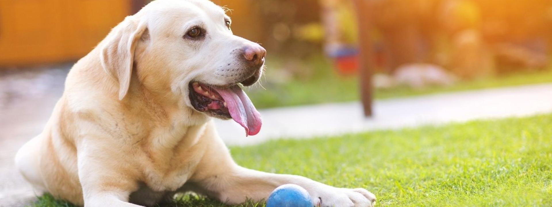 Dog outside 