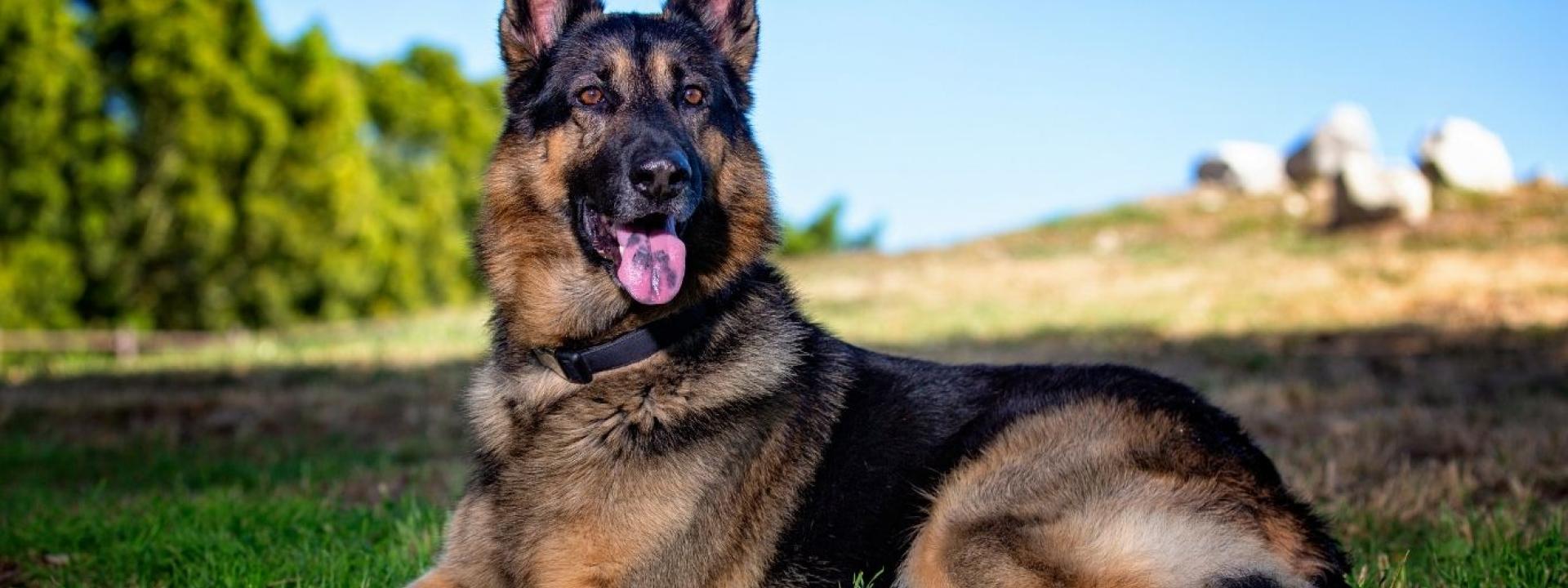 German Shepard 