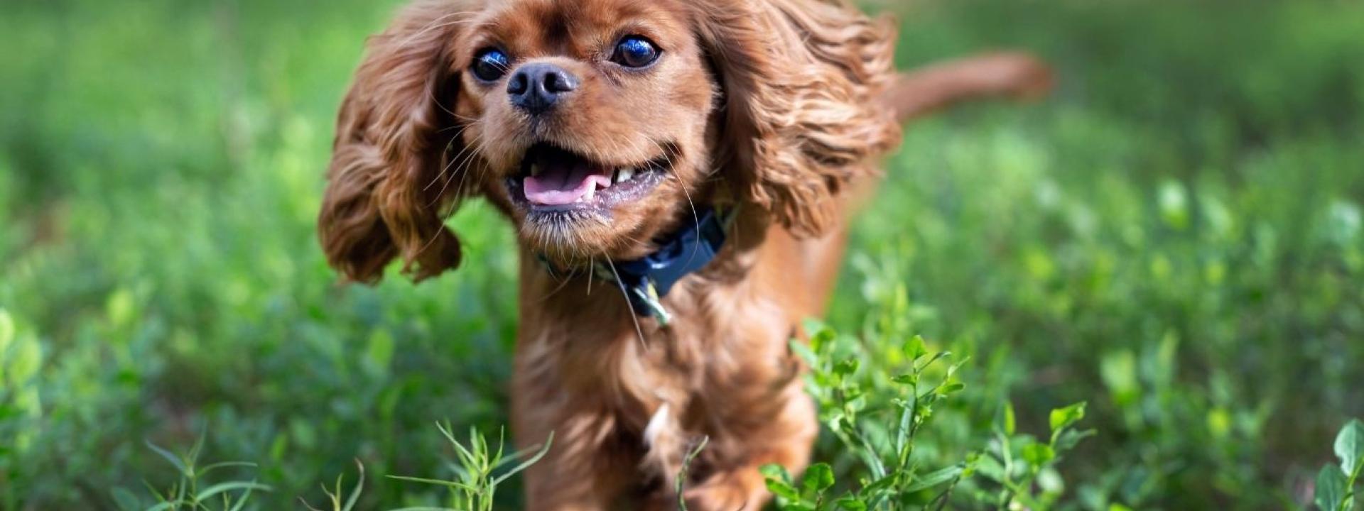 cavalier