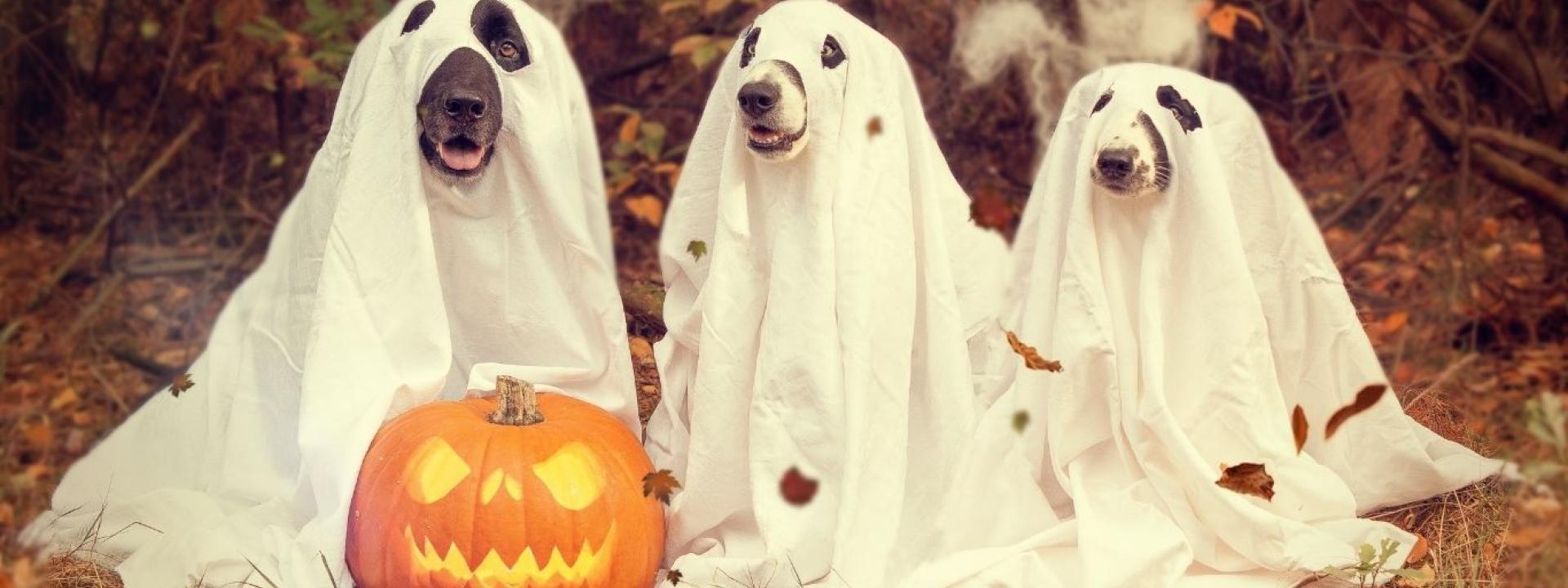 Dog Trio 