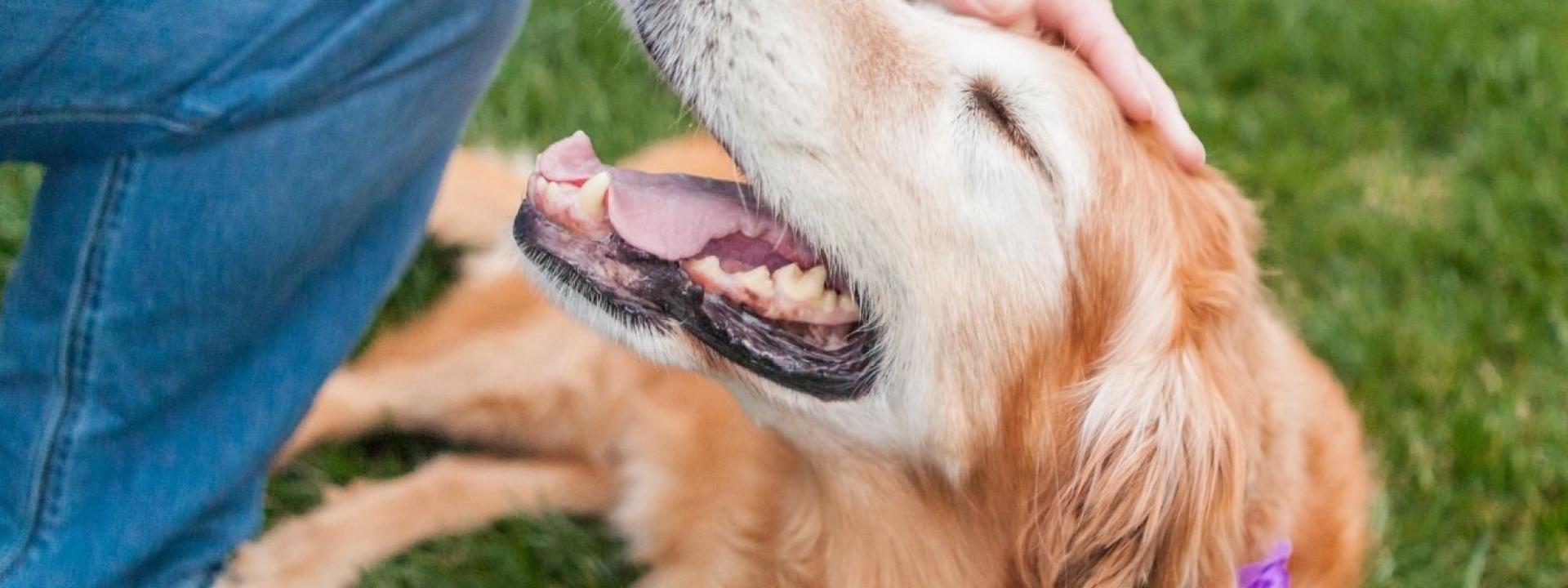 happy dog